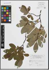 Foto von Salix appendiculata Vill.
